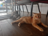 mix breed cat